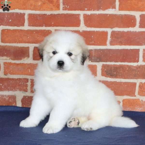 Queenie, Great Pyrenees Puppy